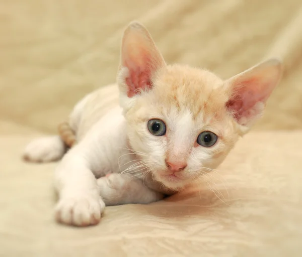 Cute Little Kitten — Stock Photo, Image