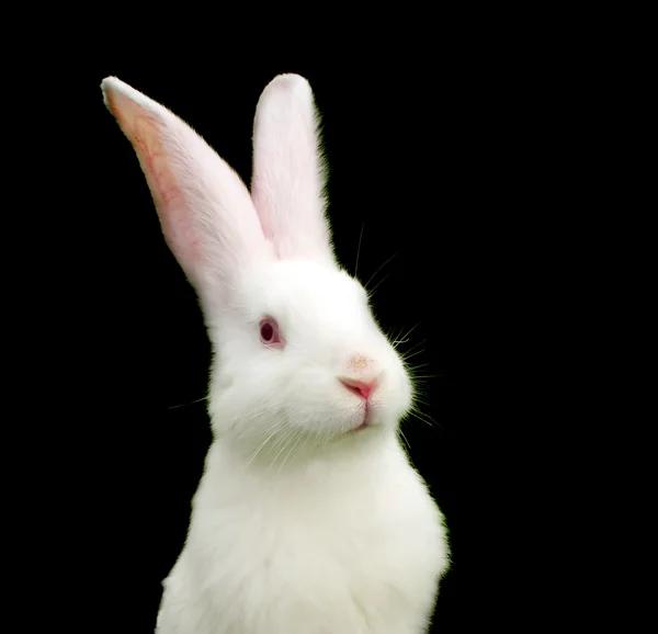 Vit kanin på svart bakgrund — Stockfoto