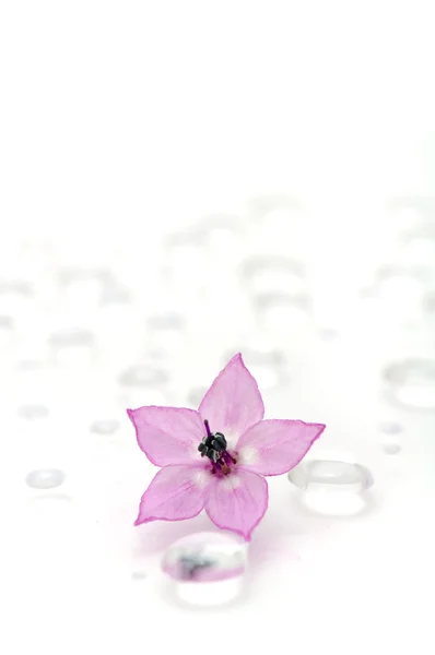 Délicate fleur rose sur les gouttes d'eau — Photo