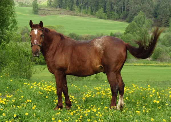Horse on Pasture — Stock Photo, Image