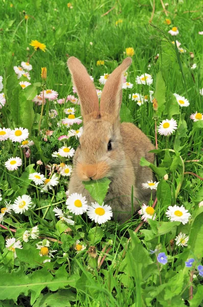 Mignon lapin manger feuille — Photo