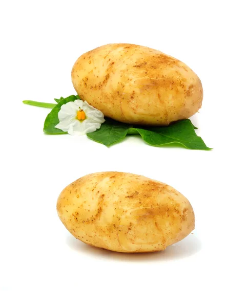Молодої картоплі — стокове фото