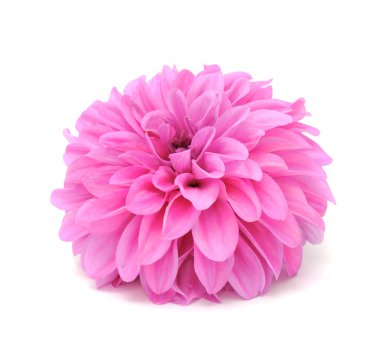 güzel pembe dahlia