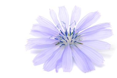 A closeup shot of a chicory flower isolated on white with copy space clipart