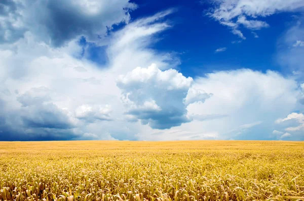 Žluté pole v jasně modré obloze — Stock fotografie