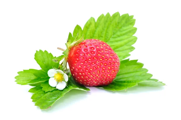 Strawberry with Flower and Leaves — Stock Photo, Image