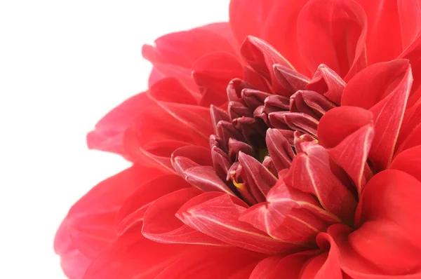 Dahlia rouge Gros plan — Photo