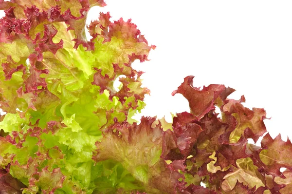 Bunch Lettuce White Background Copy Space — Stock Photo, Image