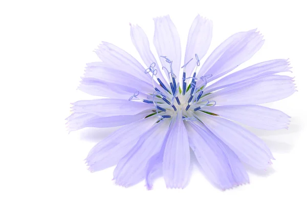Eine Nahaufnahme Einer Chicorée Blume Isoliert Auf Weiß Mit Kopierraum — Stockfoto