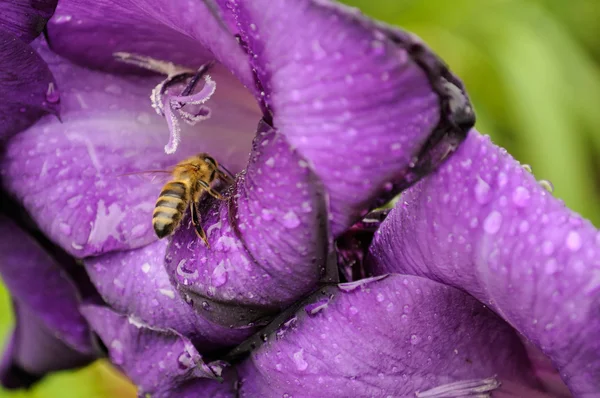 Пчела на цветке гладиолуса — стоковое фото