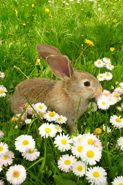 Милый Серый Кролик Траве — стоковое фото