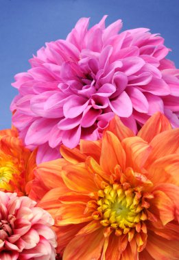 Beautiful multicolored dahlias on a blue background clipart