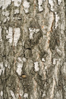 Birch Bark Texture clipart