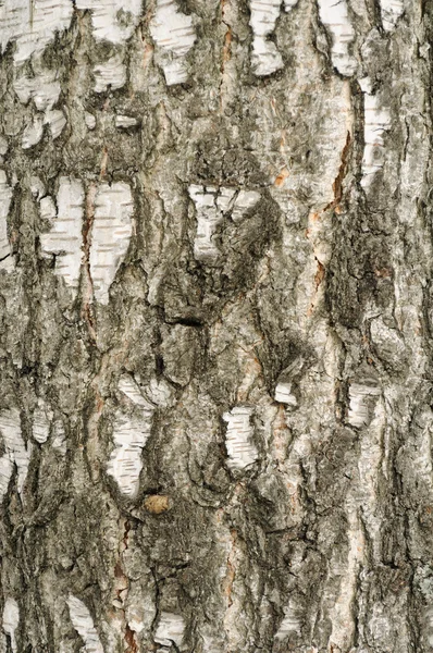 Corteccia di betulla texture — Foto Stock