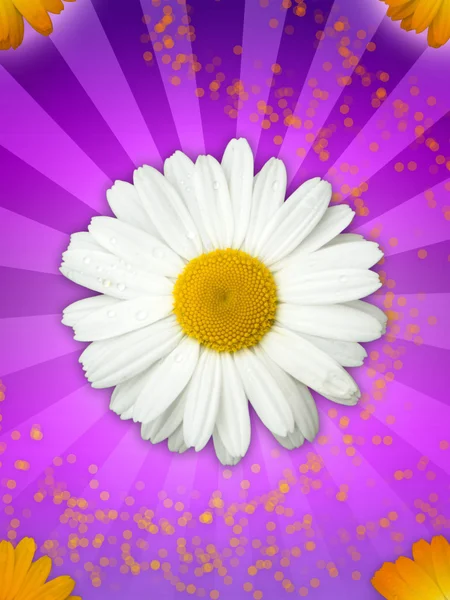Daisy Flower em fundo rosa mágico — Fotografia de Stock