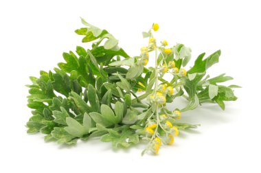 Wormwood on White Background clipart