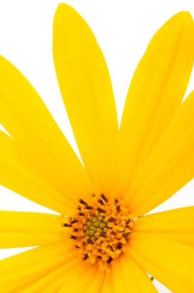 Detail květu Slunečnice topinambur — Stock fotografie