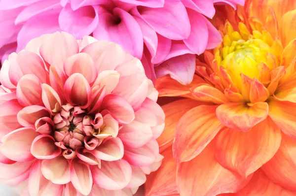 Разноцветные лилии Клоз-ап — стоковое фото