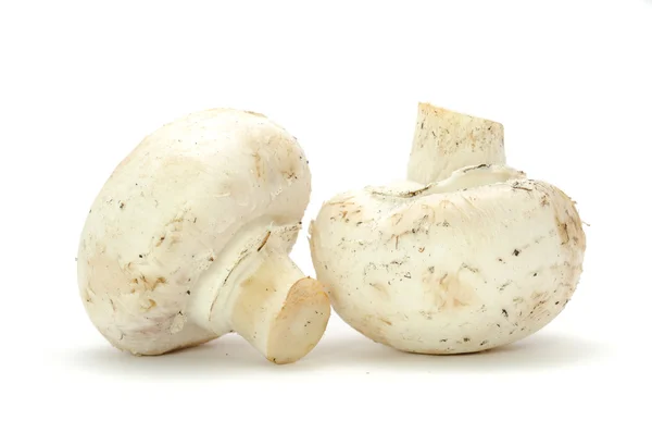 Білі кнопка гриби ізольовані на білому тлі — стокове фото