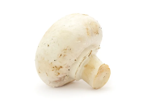 Witte knop Mushroom (Champignon) — Stockfoto