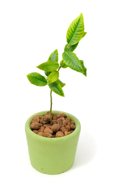 Kleine citroen boom in pot — Stockfoto