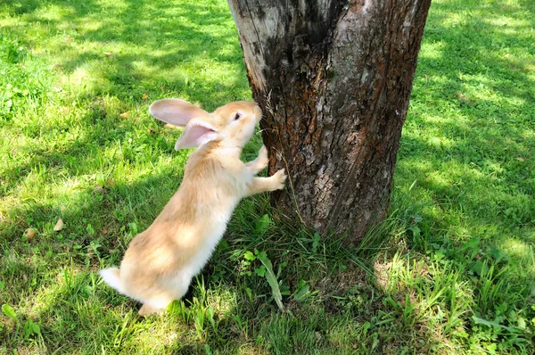Roztomilý králík stojící na zadních nohách — Stock fotografie