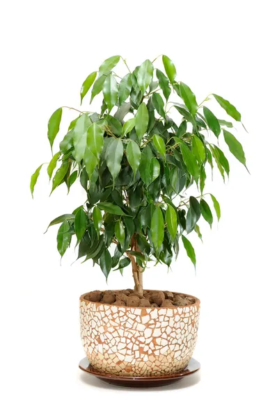 Weeping Fig (Ficus Benjamina) in Pot Isolated on White Background — Stock Photo, Image