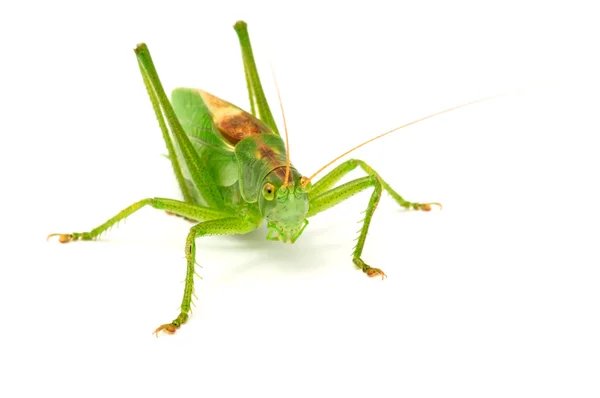 Grasshopper Close-up isolado em fundo branco — Fotografia de Stock
