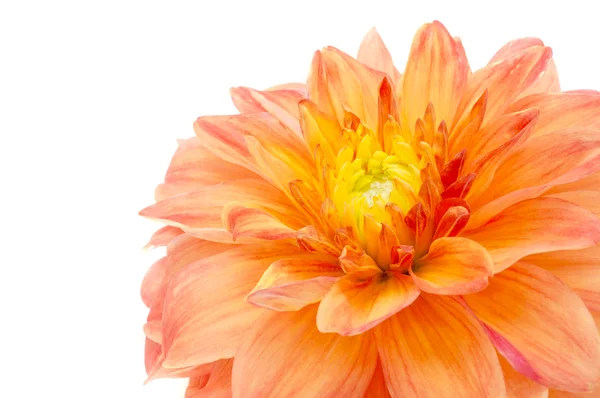 Bela laranja Dahlia Close-up — Fotografia de Stock