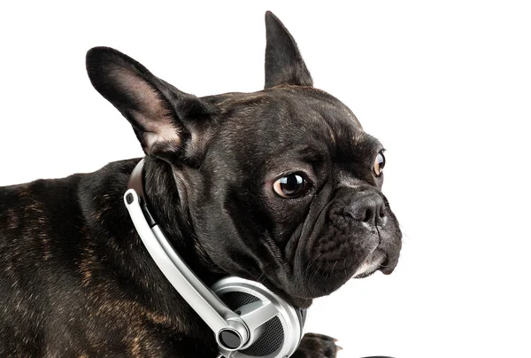 Hond in earpiecess — Stockfoto