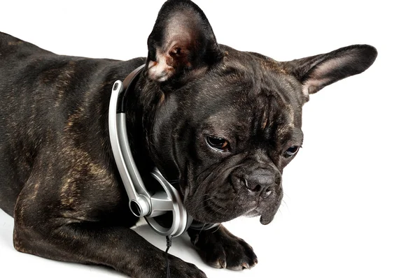 Hund i earpiecess — Stockfoto