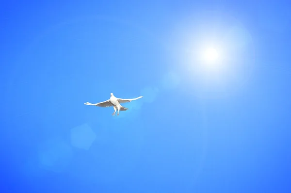 Белый Голубь Голубом Небе — стоковое фото