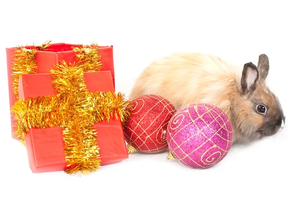 New-year rabbit — Stock Photo, Image