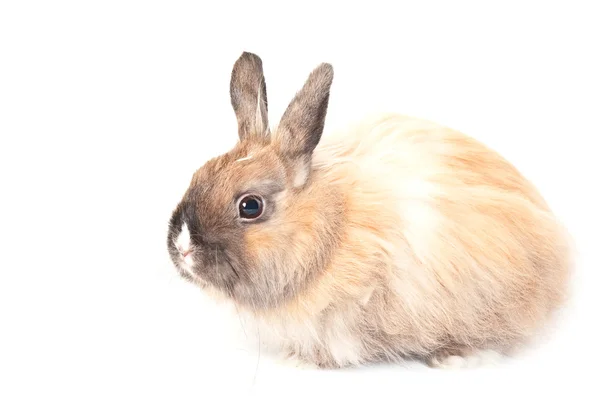 Ritratto di coniglio — Foto Stock