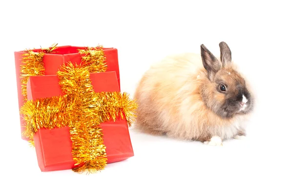 Rabbit and red giftbox — Stock Photo, Image