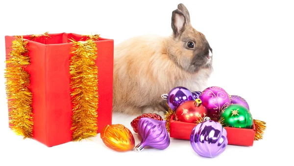 กระต่ายหนุ่ม — ภาพถ่ายสต็อก