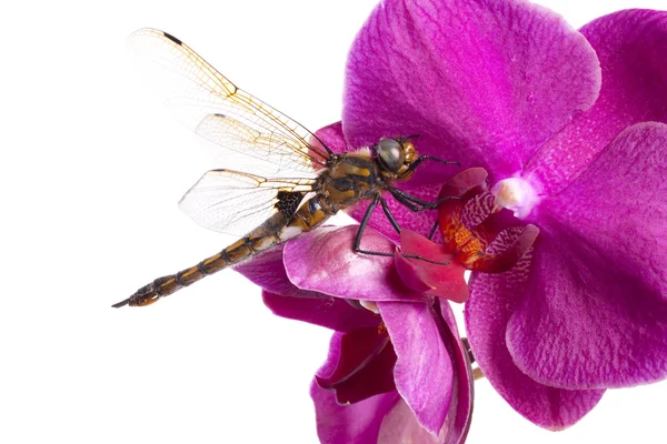 Dragonfly — Fotografie, imagine de stoc