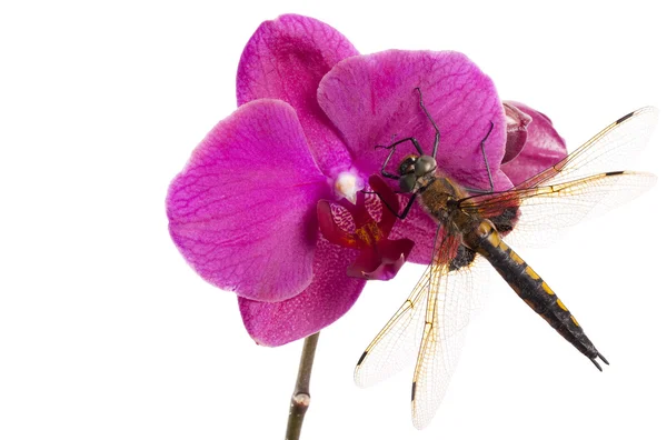 Dragonfly și orhidee — Fotografie, imagine de stoc