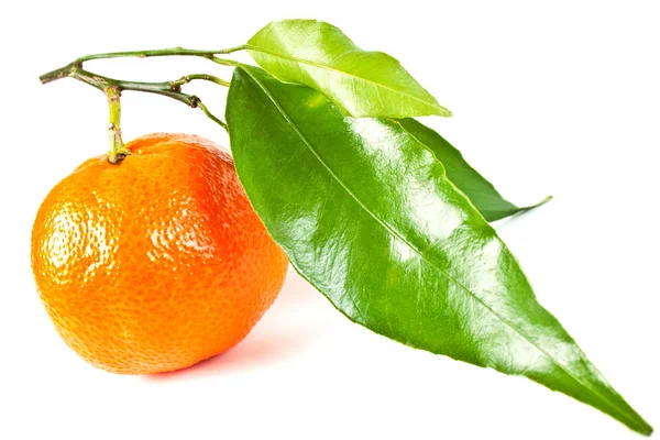 Taze yaprakları ile mandarine — Stok fotoğraf