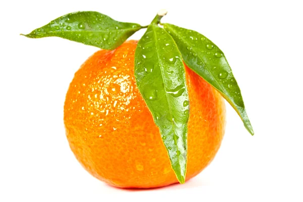 Feuchte Mandarine — Stockfoto