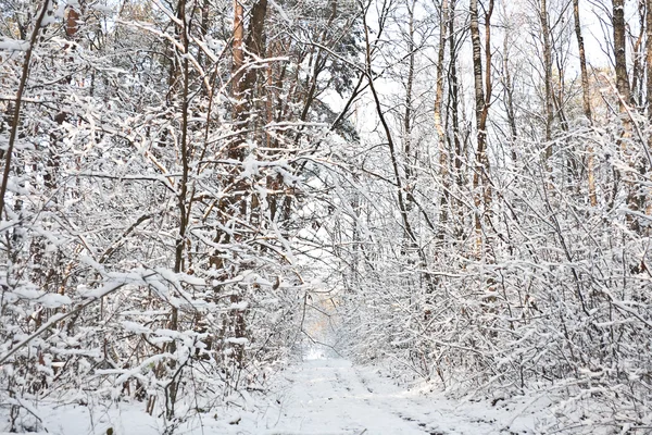 stock image Forest road