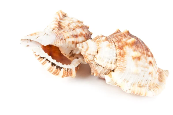 Gyönyörű kagyló — Stock Fotó