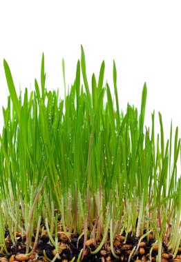 Grass growing from the roots clipart