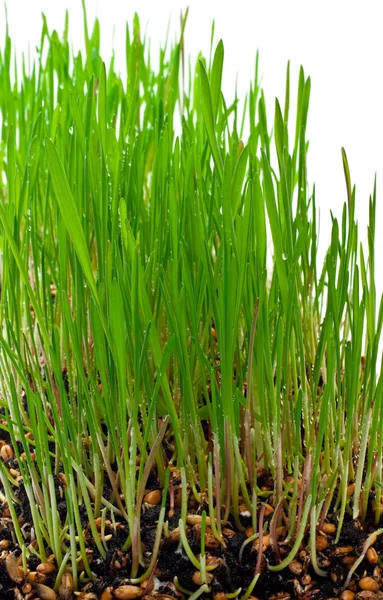 Grass growing — Stock Photo, Image