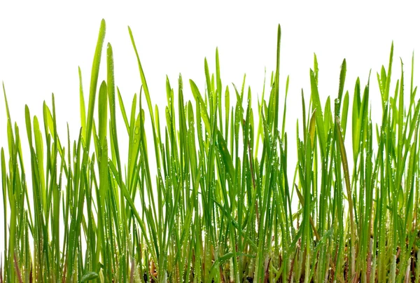 Młoda trawa — Zdjęcie stockowe