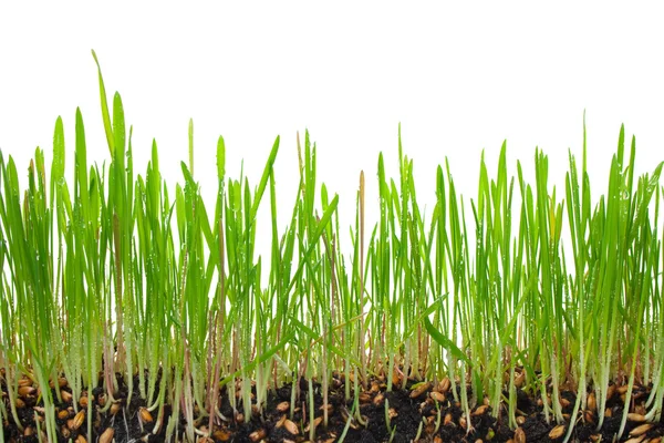 Jonge groen gras — Stockfoto