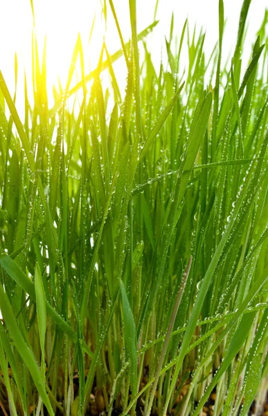 Ochtend zon groen gras — Stockfoto