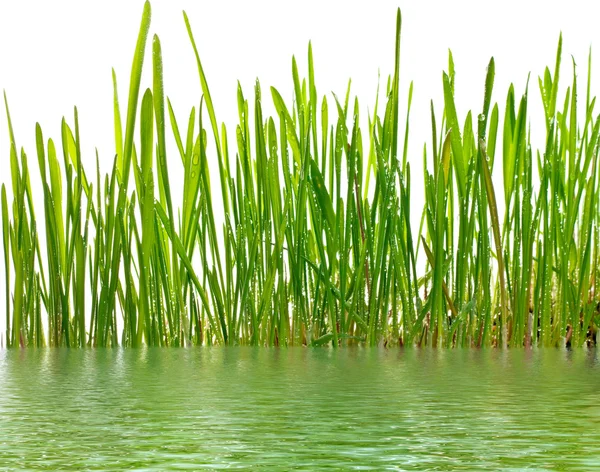 Young grass and water — Stock Photo, Image