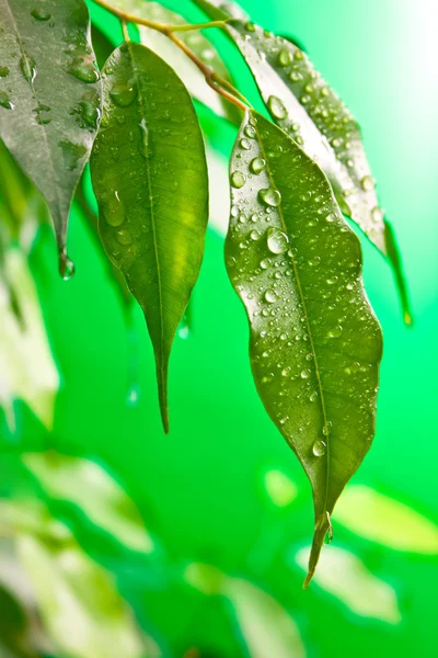 Planta de borracha de folhas — Fotografia de Stock
