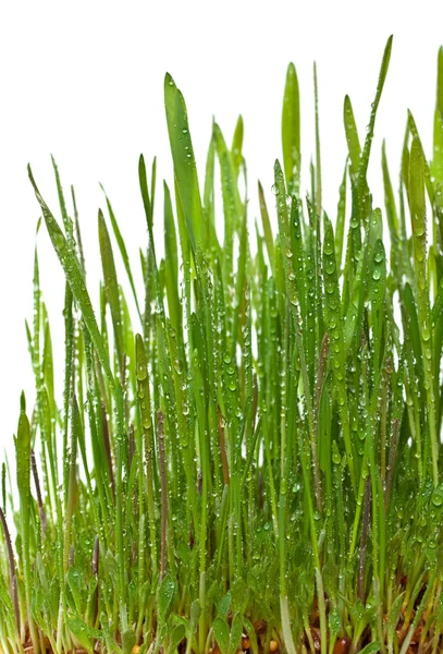 Gräset växer — Stockfoto